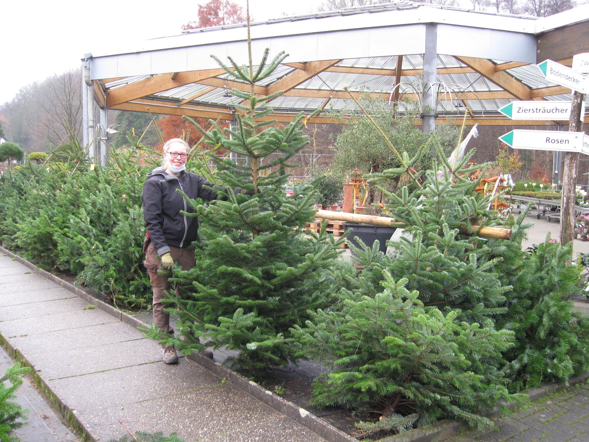 Die ersten Weihnachtsbäume sind da (Baumschule, Gummersbach, Werner, Bäume, Pflanzen, Garten) | Baumschule Werner — Gummersbach