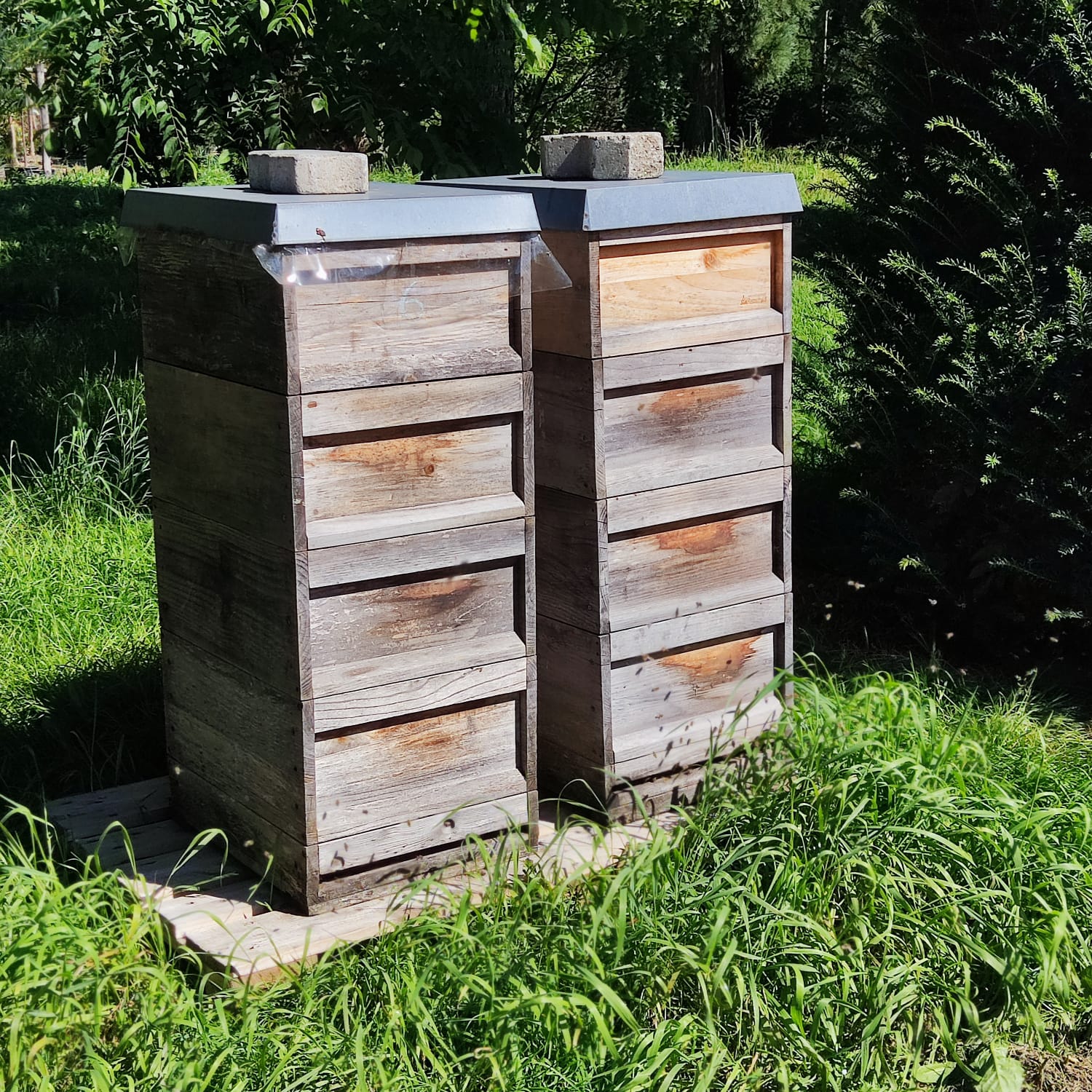 Neu bei uns: Bienenhonig aus der Baumschule!