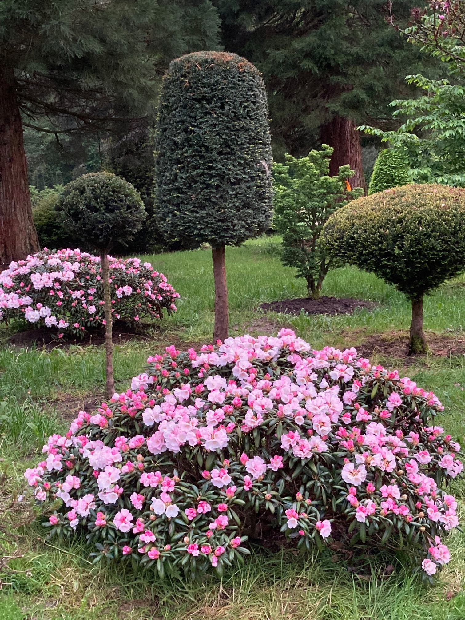 Traumhafte Rhododendron (Baumschule, Gummersbach, Werner, Bäume, Pflanzen, Garten) | Baumschule Werner — Gummersbach