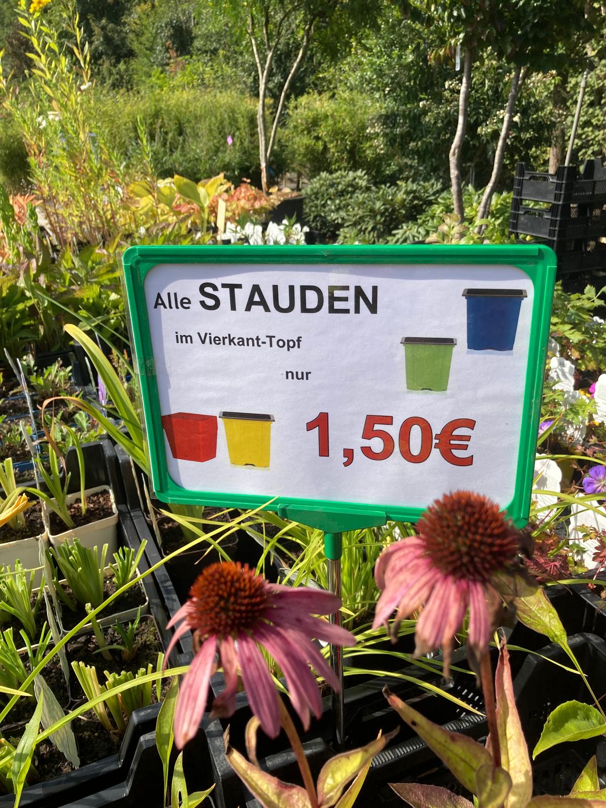 Stauden nur 1,50€