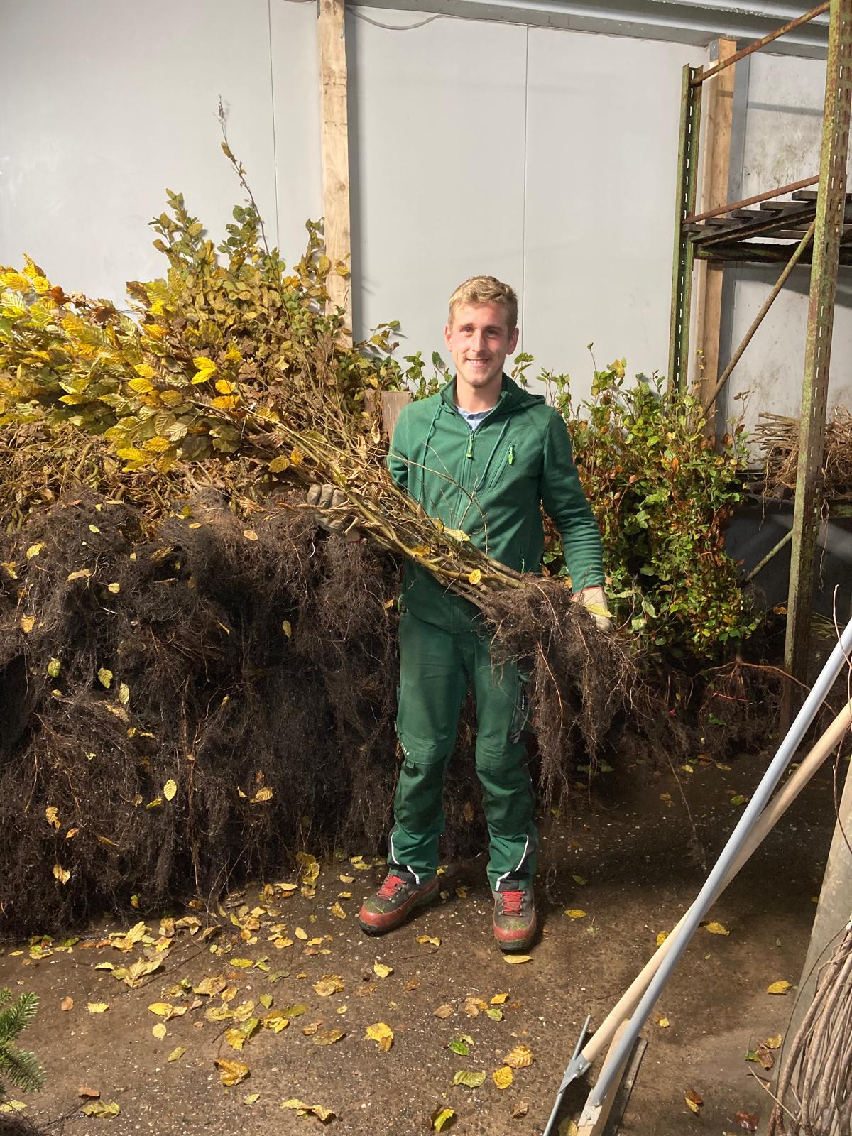 Endlich da: Wurzelnackte Heckenpflanzen