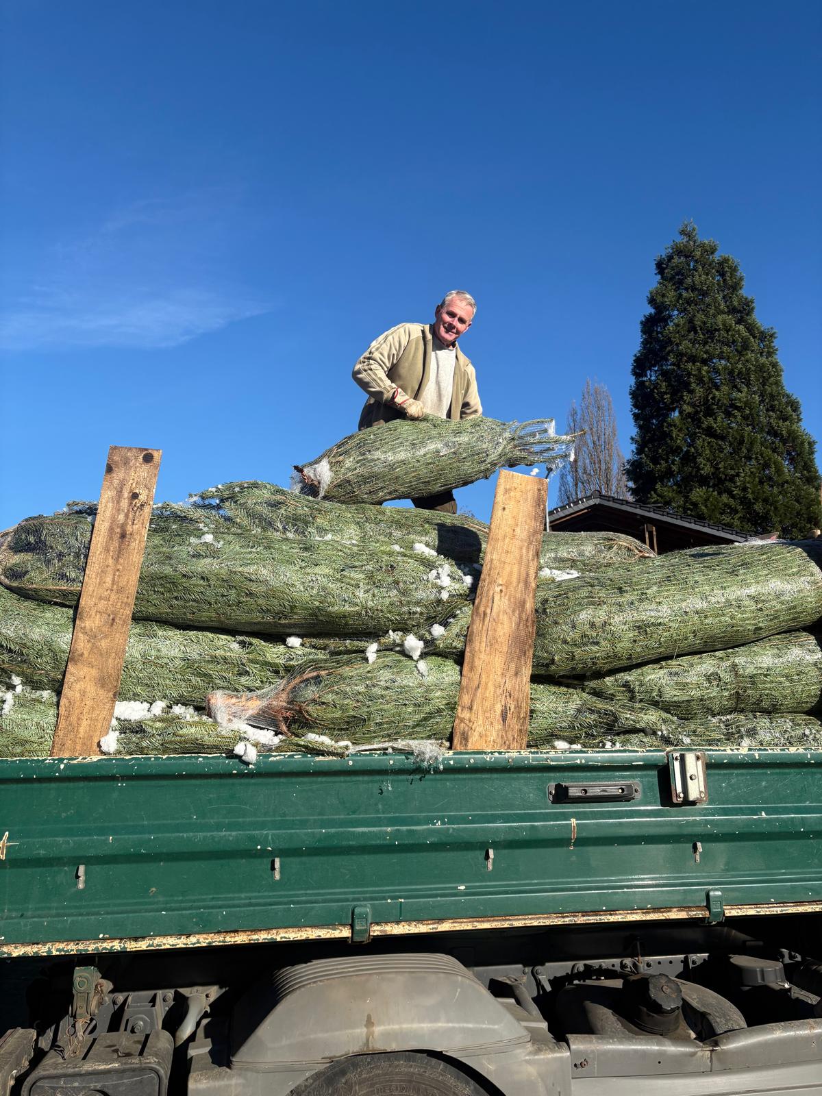 Die ersten Weihnachtsbäume sind eingetroffen
