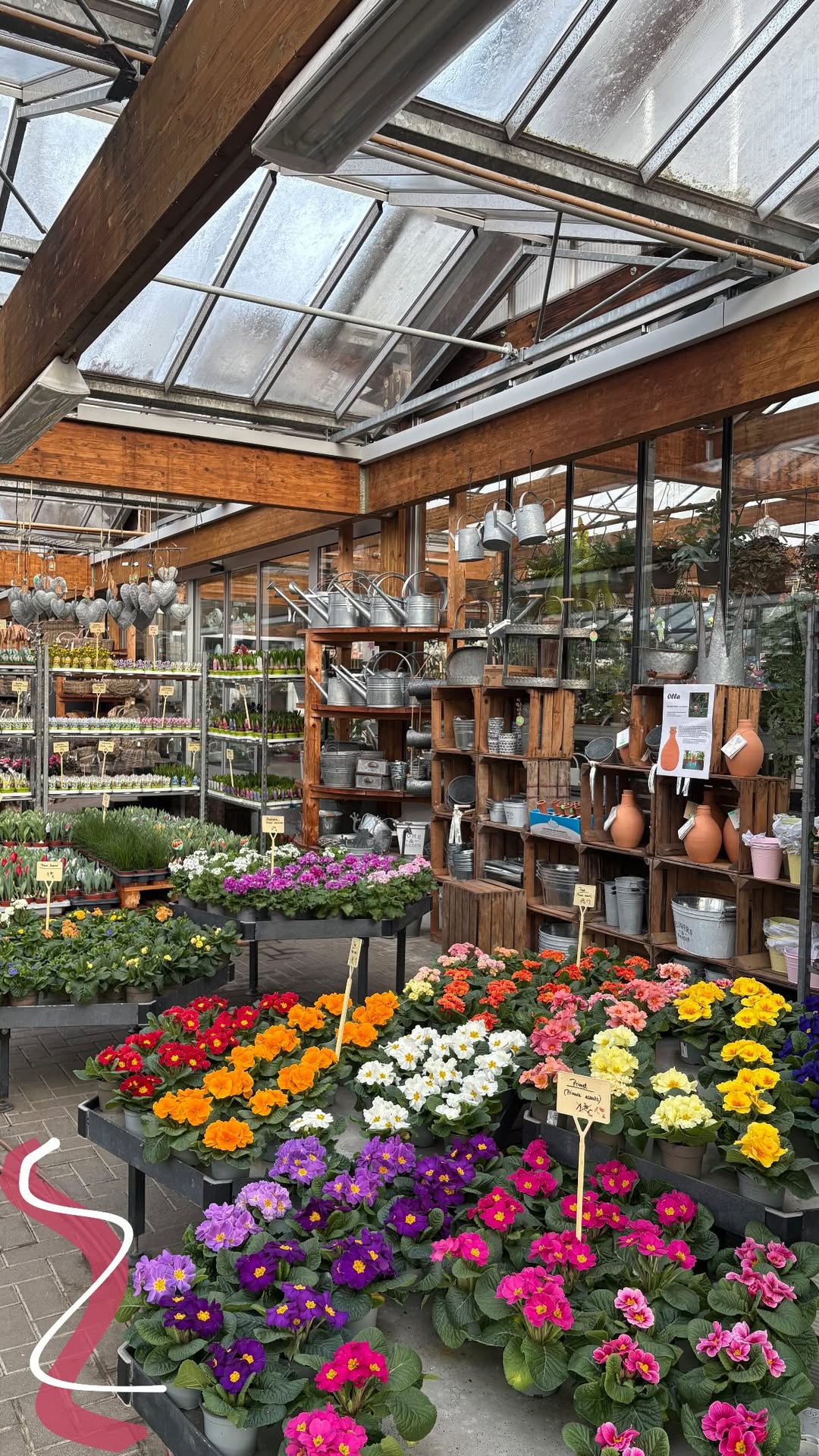 Primel, Tulpen & co....