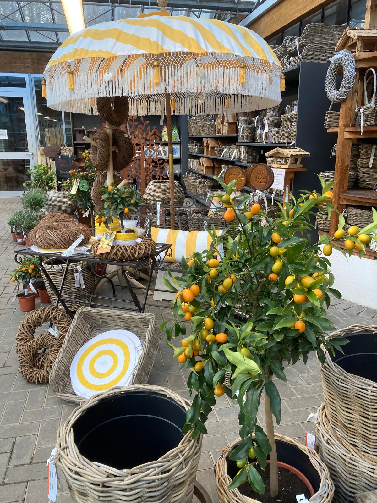 Zitruspflanzen frisch eingetroffen