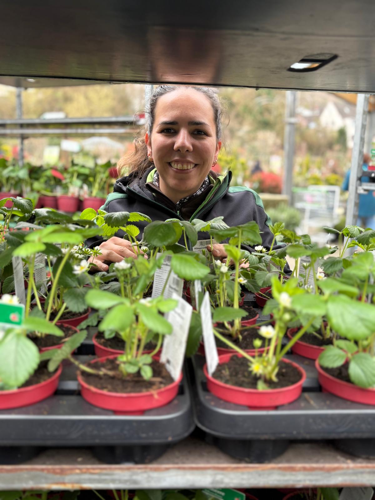 Erdbeerpflanzen eingetroffen