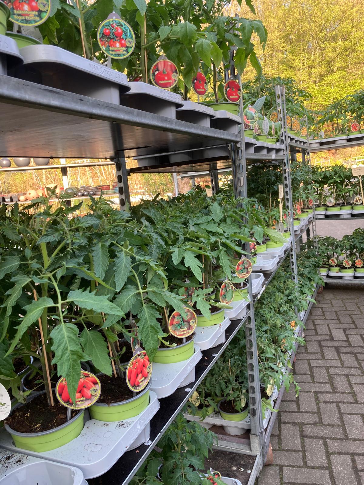 Gemüsepflanzen klein und groß