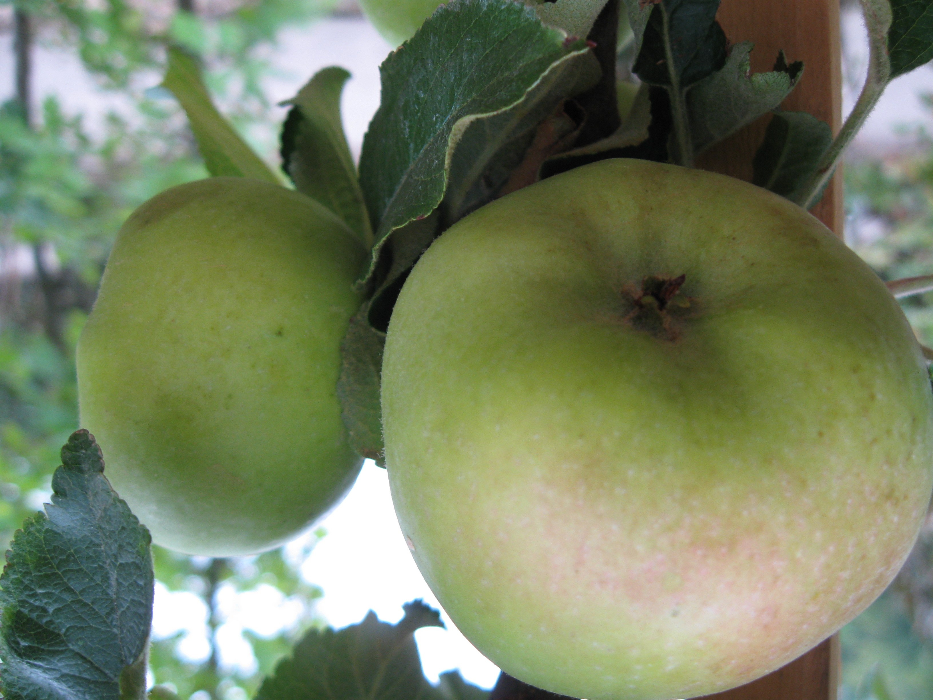 Neu im Sortiment: Obst-Halbstämme im Container