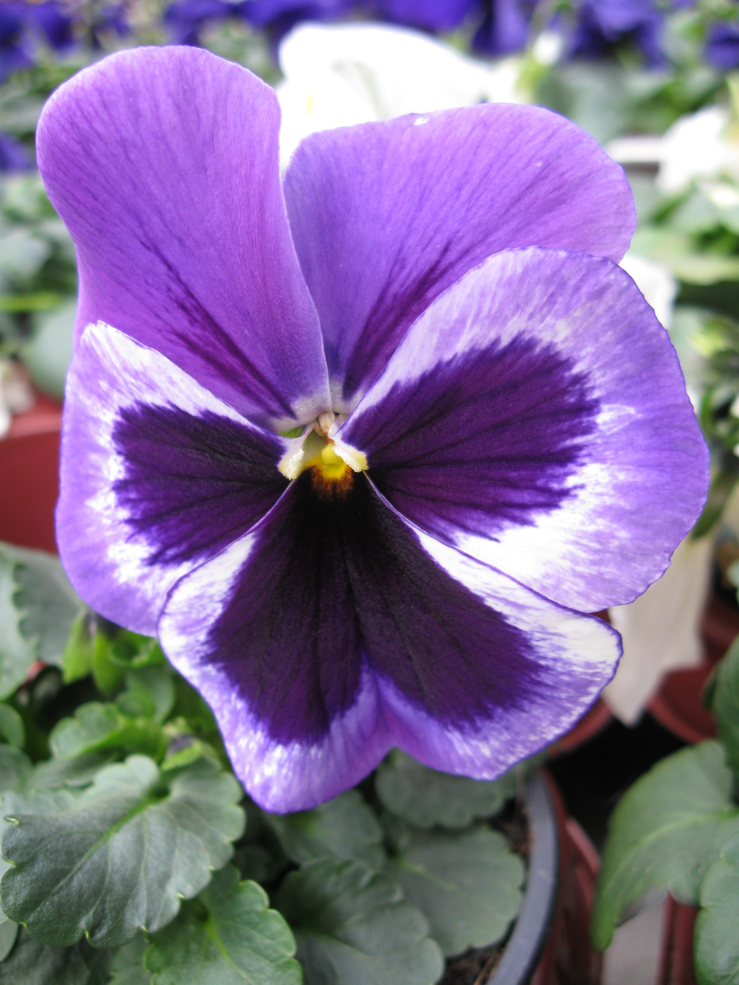 Top-Angebot: 50% Rabatt