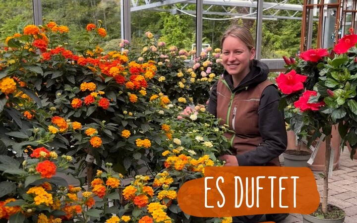 Für einen traumhaften Blumensommer (Baumschule, Gummersbach, Werner, Bäume, Pflanzen, Garten) | Baumschule Werner — Gummersbach