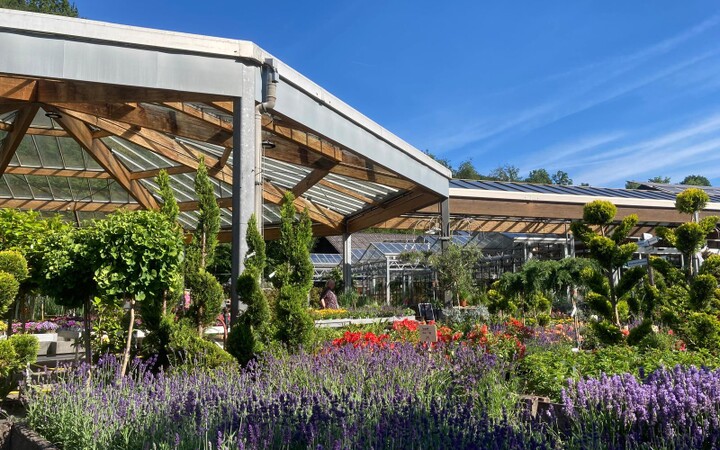 Sommerzeit - Rosenzeit (Baumschule, Gummersbach, Werner, Bäume, Pflanzen, Garten) | Baumschule Werner — Gummersbach
