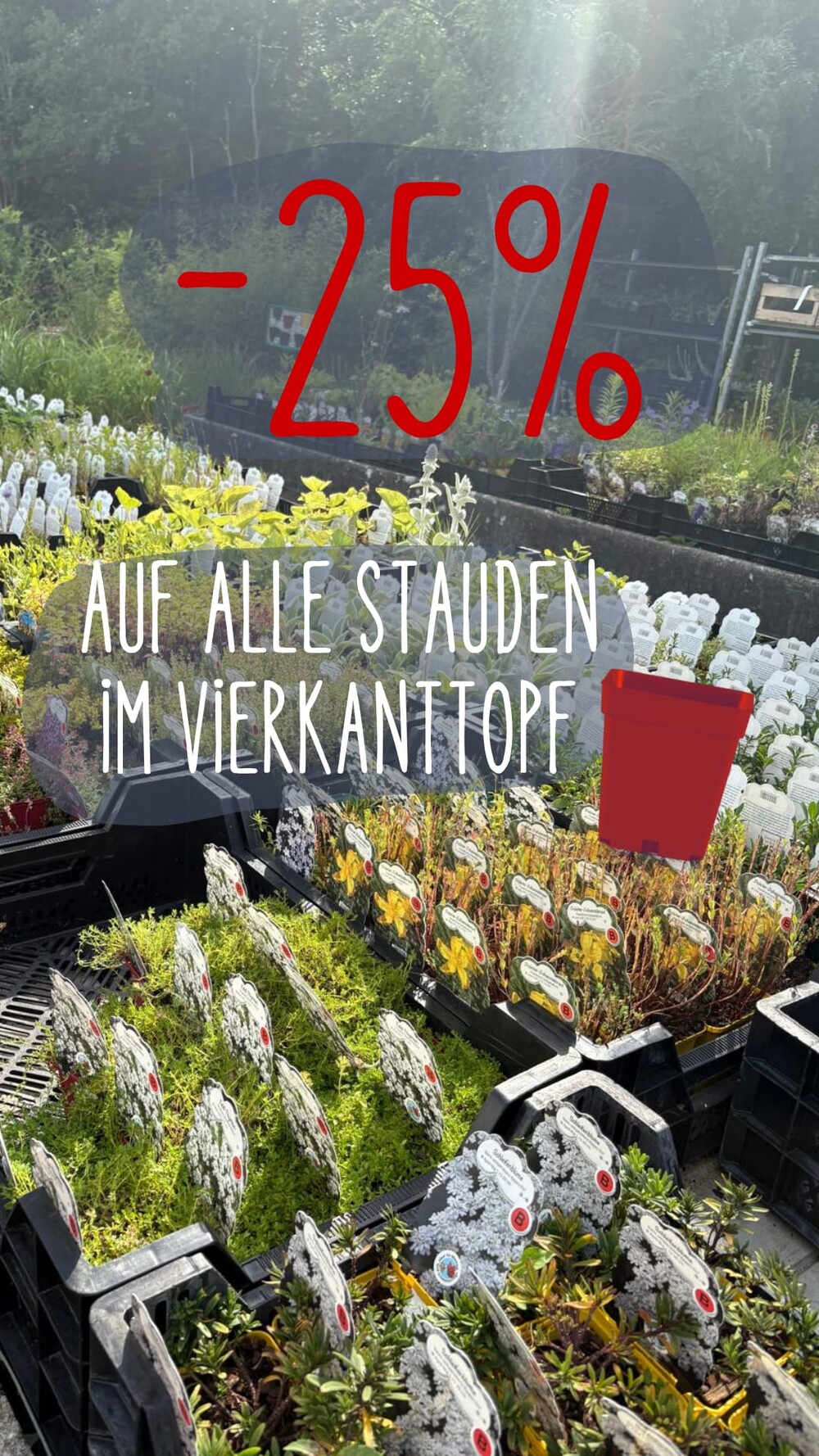 Stauden reduziert! (Baumschule, Gummersbach, Werner, Bäume, Pflanzen, Garten) | Baumschule Werner — Gummersbach
