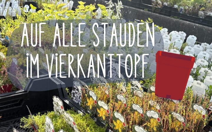 Stauden reduziert! (Baumschule, Gummersbach, Werner, Bäume, Pflanzen, Garten) | Baumschule Werner — Gummersbach