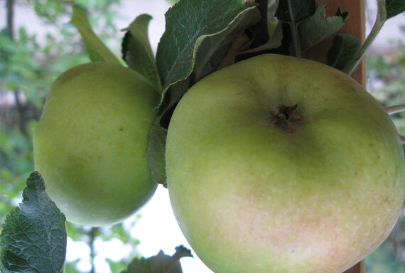 Neu im Sortiment: Obst-Halbstämme im Container
