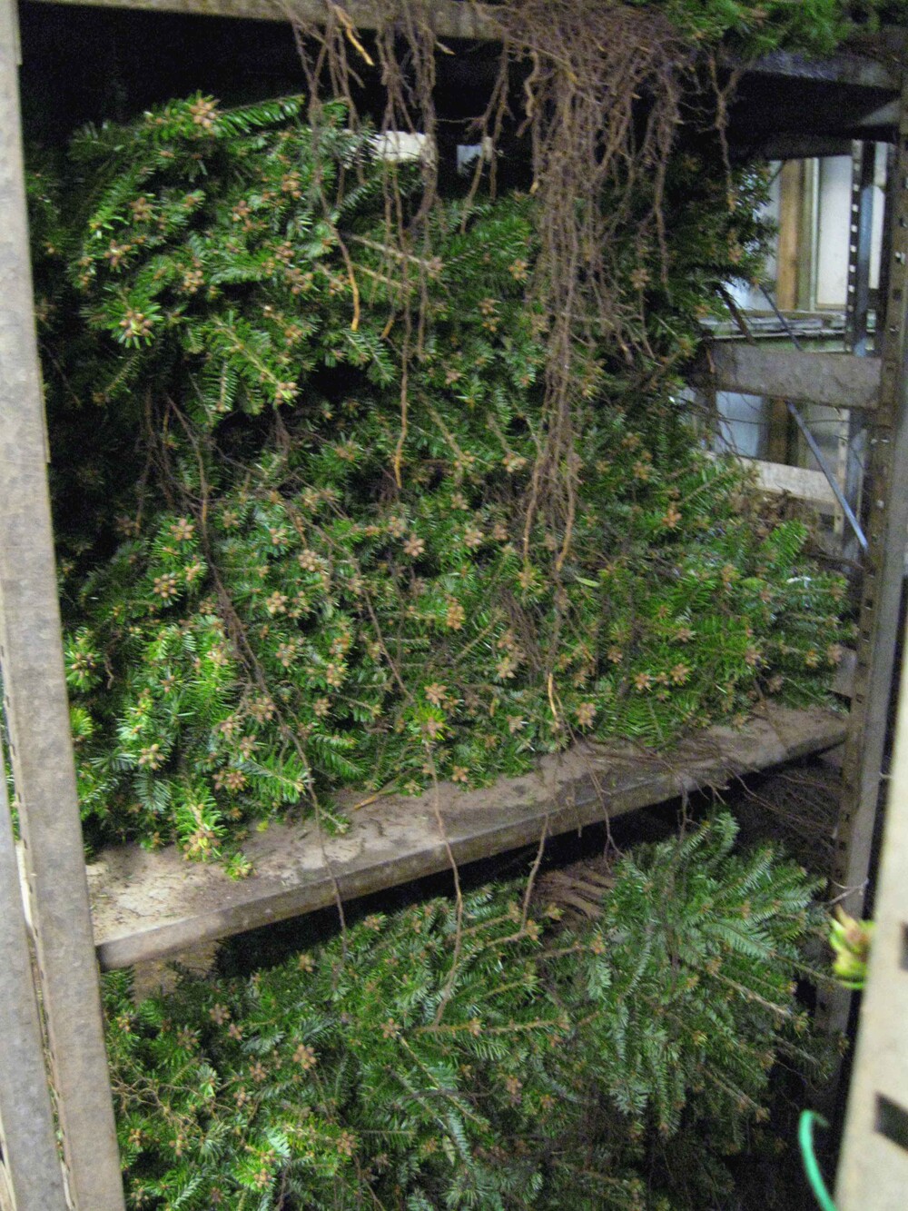 Forstpflanzen (Baumschule, Gummersbach, Werner, Bäume, Pflanzen, Garten) | Baumschule Werner — Gummersbach