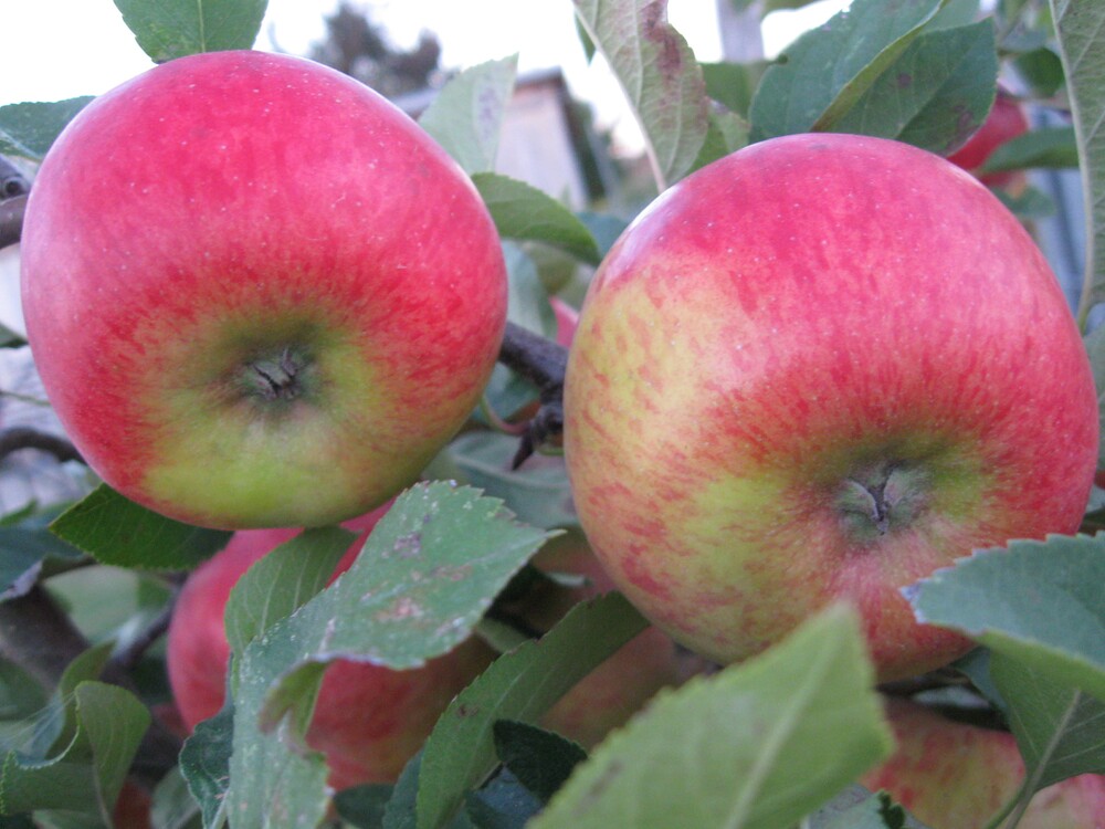 Obstgehölze und Beerenobst (Baumschule, Gummersbach, Werner, Bäume, Pflanzen, Garten) | Baumschule Werner — Gummersbach