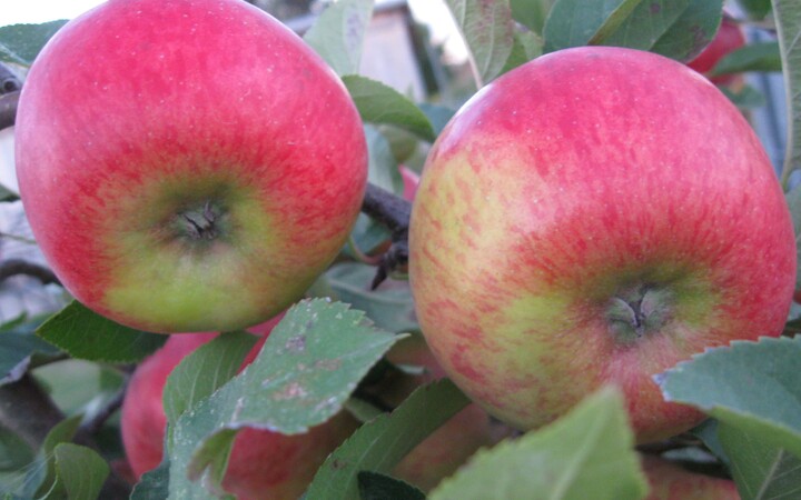 Obstgehölze und Beerenobst (Baumschule, Gummersbach, Werner, Bäume, Pflanzen, Garten) | Baumschule Werner — Gummersbach